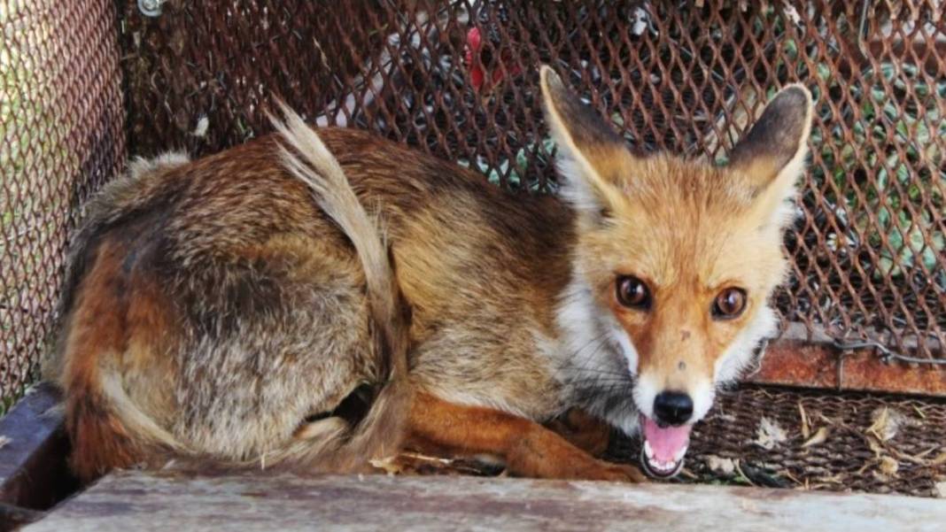 Mahalleliyi ayağa kaldıran olay! Tüfekle vurup ağaca astılar: Görenlerin tüyleri diken diken oldu 1